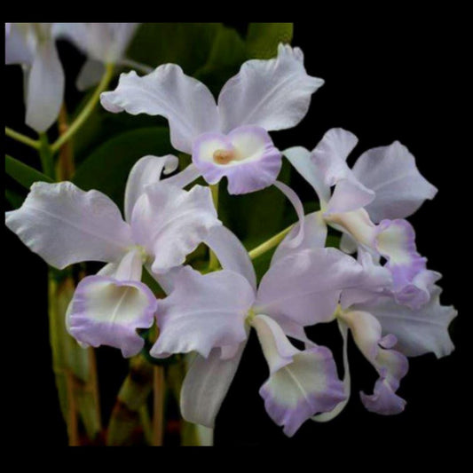 Cattleya warneri var. coerulea x Cattleya skinneri var. coerulea Cattleya La Foresta Orchids 