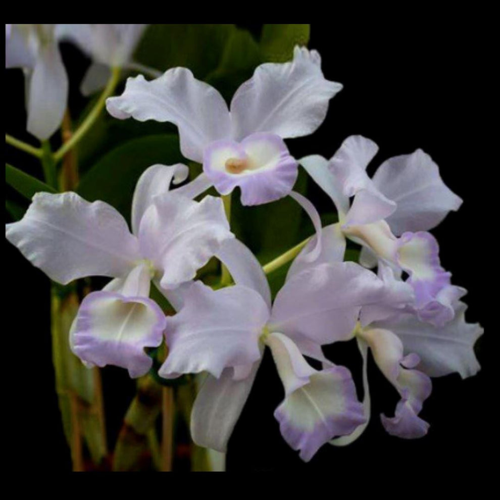 Cattleya warneri var. coerulea x Cattleya skinneri var. coerulea – La ...