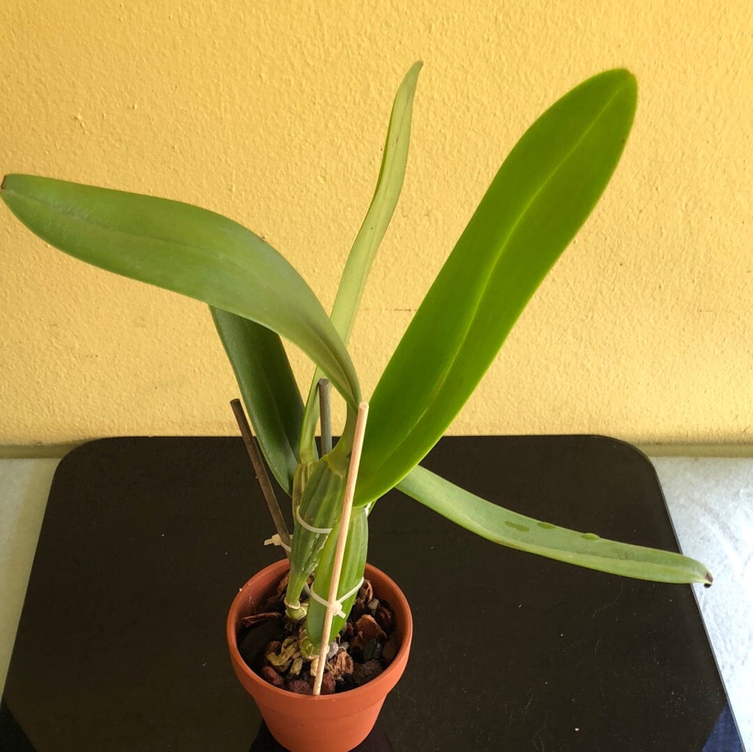 Cattleya warneri var. coerulea x Cattleya skinneri var. coerulea – La ...