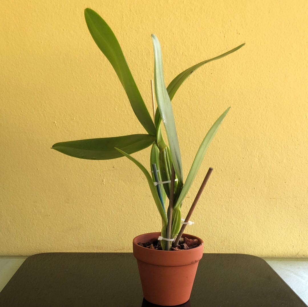 Cattleya warneri var. coerulea x Cattleya skinneri var. coerulea – La ...