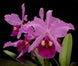Product image thumbnail 1