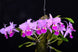 Product image thumbnail 3