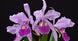 Product image thumbnail 2
