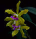 Product image thumbnail 2