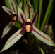 Product image thumbnail 1