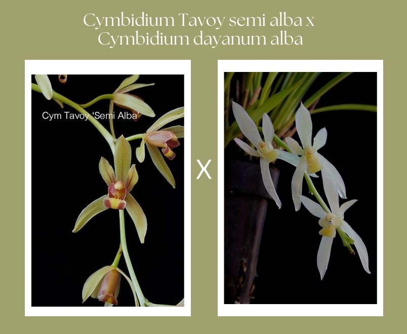 Cymbidium Tavoy var. semi alba x Cymbidium dayanum var. album – La ...