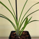 Product image thumbnail 4