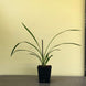 Product image thumbnail 5