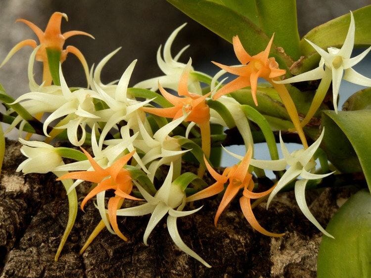 Cyrtorchis chailluana Vanda La Foresta Orchids 