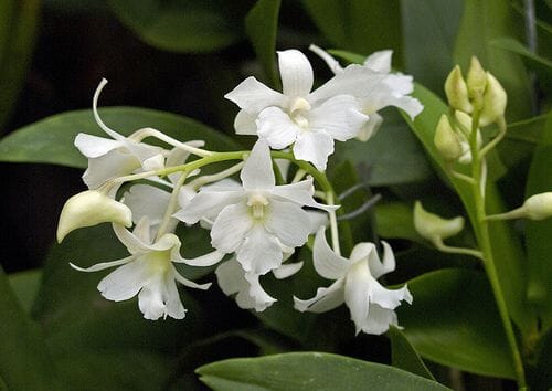 Dendrobium aberrans x Dendrobium johnsoniae Dendrobium La Foresta Orchids 