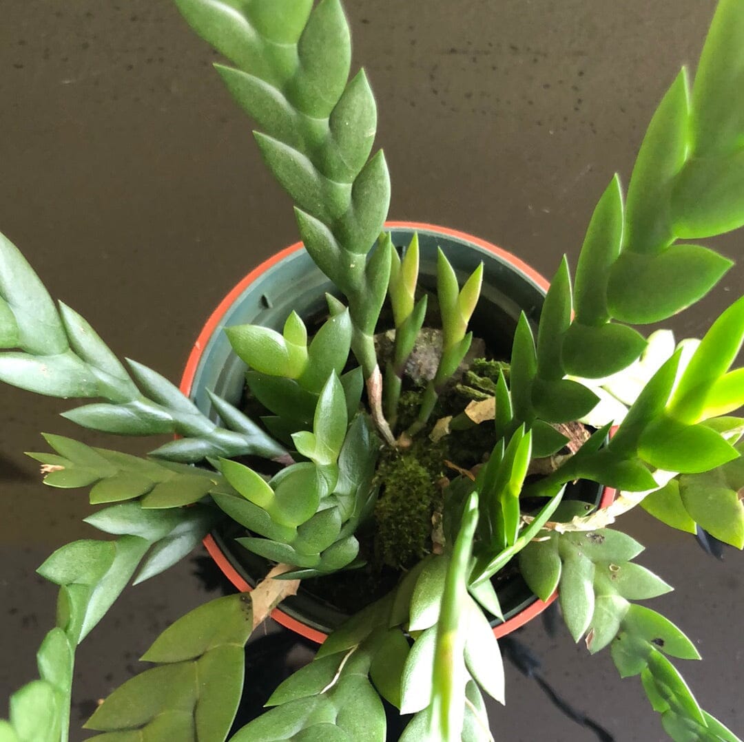 Dendrobium aloifolium – La Foresta Orchids