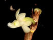 Dendrobium aloifolium – La Foresta Orchids