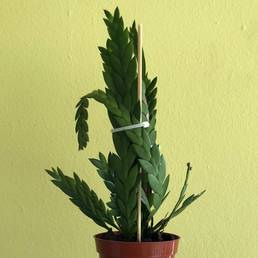 Dendrobium aloifolium – La Foresta Orchids