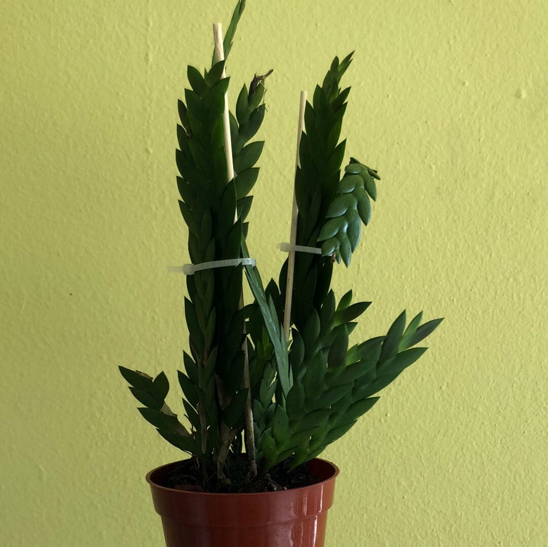 Dendrobium aloifolium – La Foresta Orchids