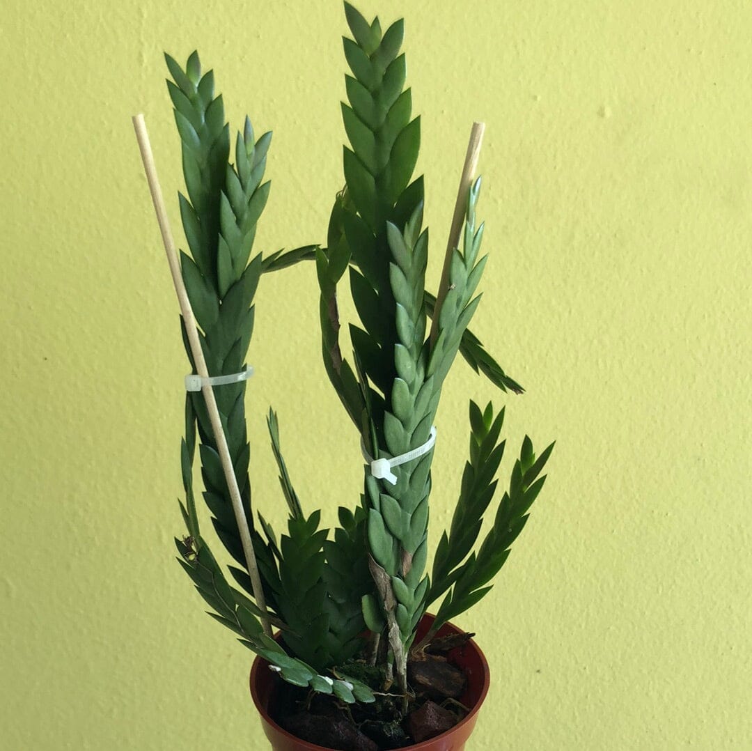 Dendrobium aloifolium – La Foresta Orchids