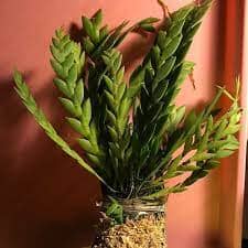 Dendrobium aloifolium – La Foresta Orchids