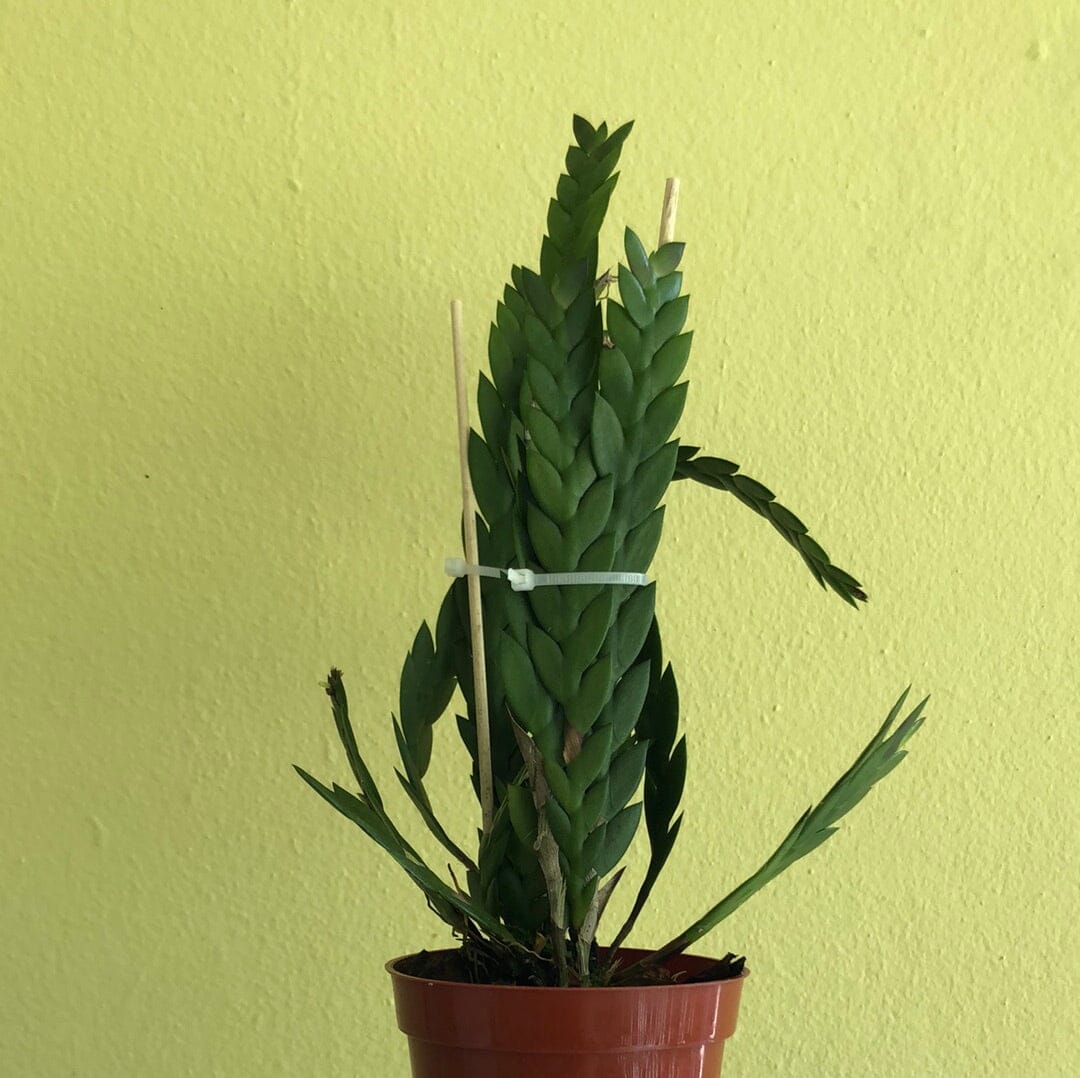 Dendrobium aloifolium – La Foresta Orchids