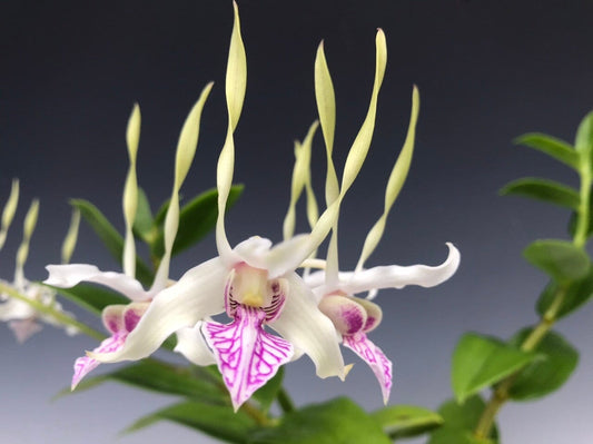 Dendrobium antennatum Dendrobium La Foresta Orchids 