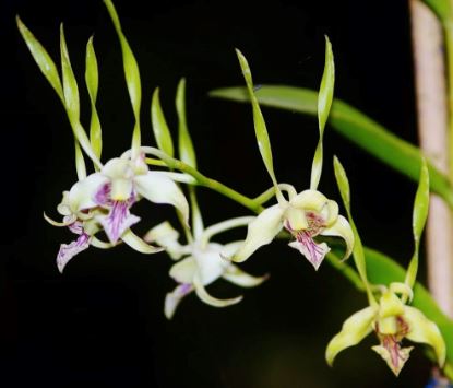Dendrobium antennatum Dendrobium La Foresta Orchids 