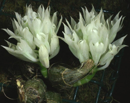 Dendrobium constrictum Dendrobium La Foresta Orchids 