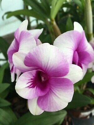 Dendrobium cretaceum × Dendrobium parishii Dendrobium La Foresta Orchids 