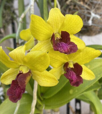 Dendrobium Everlasting Love Dendrobium La Foresta Orchids 