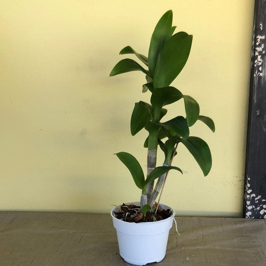 Dendrobium Everlasting Love Dendrobium La Foresta Orchids 