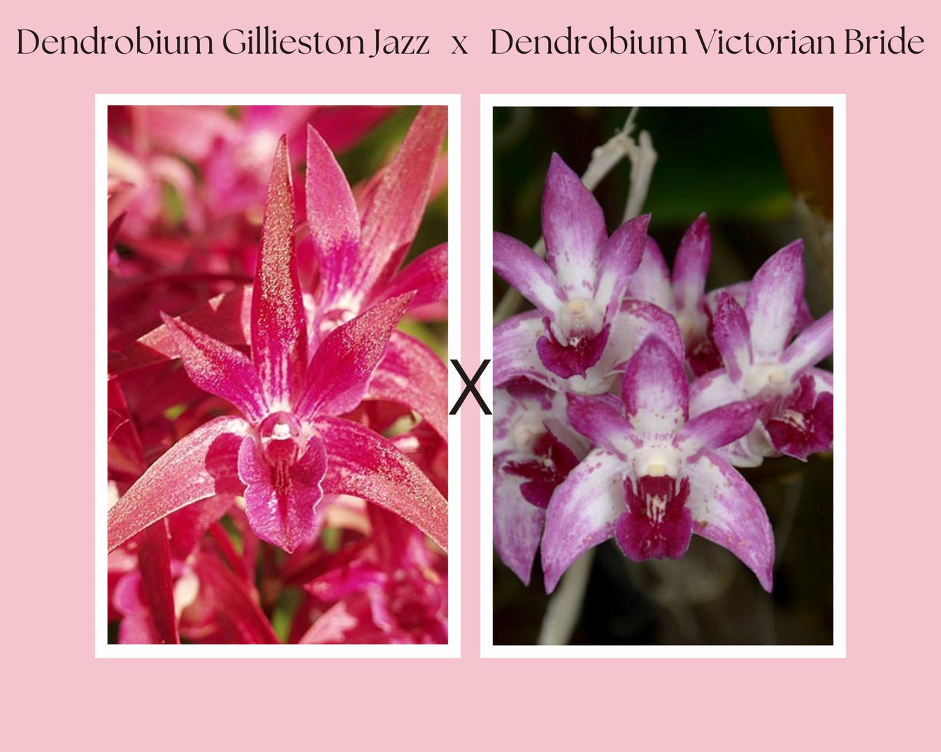 Dendrobium Gillieston Jazz × Dendrobium Victorian Bride La Foresta
