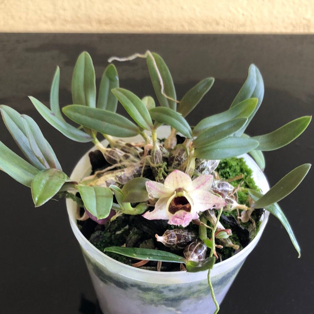 Dendrobium hekouense Dendrobium La Foresta Orchids 