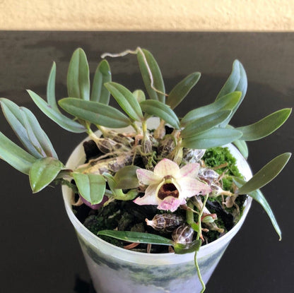 Dendrobium hekouense Dendrobium La Foresta Orchids 