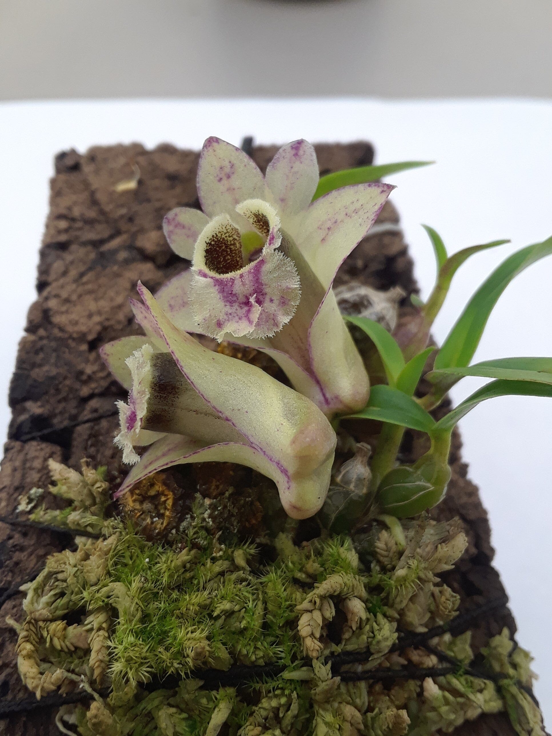 Dendrobium hekouense Dendrobium La Foresta Orchids 