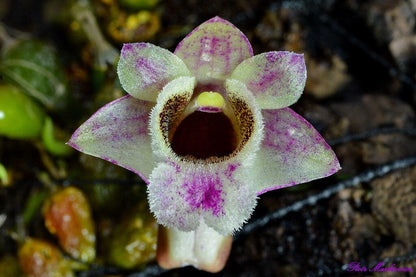 Dendrobium hekouense Dendrobium La Foresta Orchids 