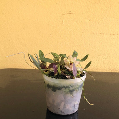 Dendrobium hekouense Dendrobium La Foresta Orchids 