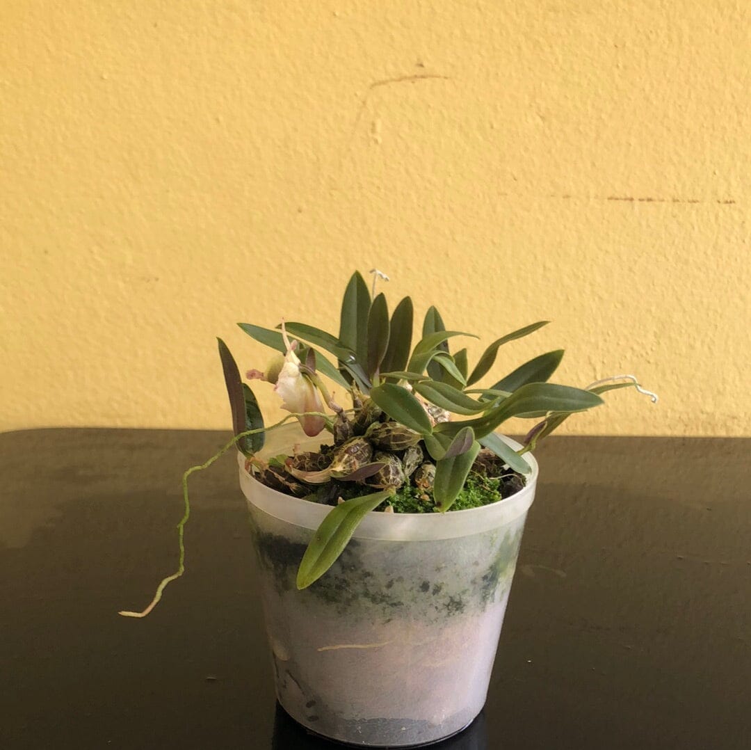 Dendrobium hekouense Dendrobium La Foresta Orchids 