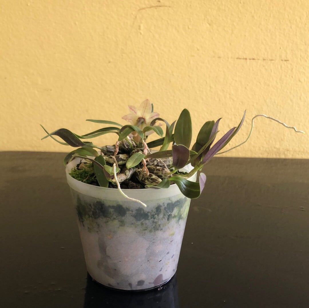 Dendrobium hekouense Dendrobium La Foresta Orchids 