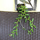 Product image thumbnail 5