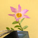 Product image thumbnail 7