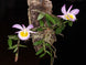 Product image thumbnail 3