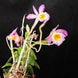 Product image thumbnail 4