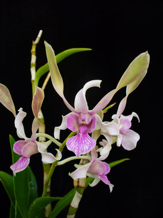 Dendrobium ‘Lorrie Mortimer’ Dendrobium La Foresta Orchids 