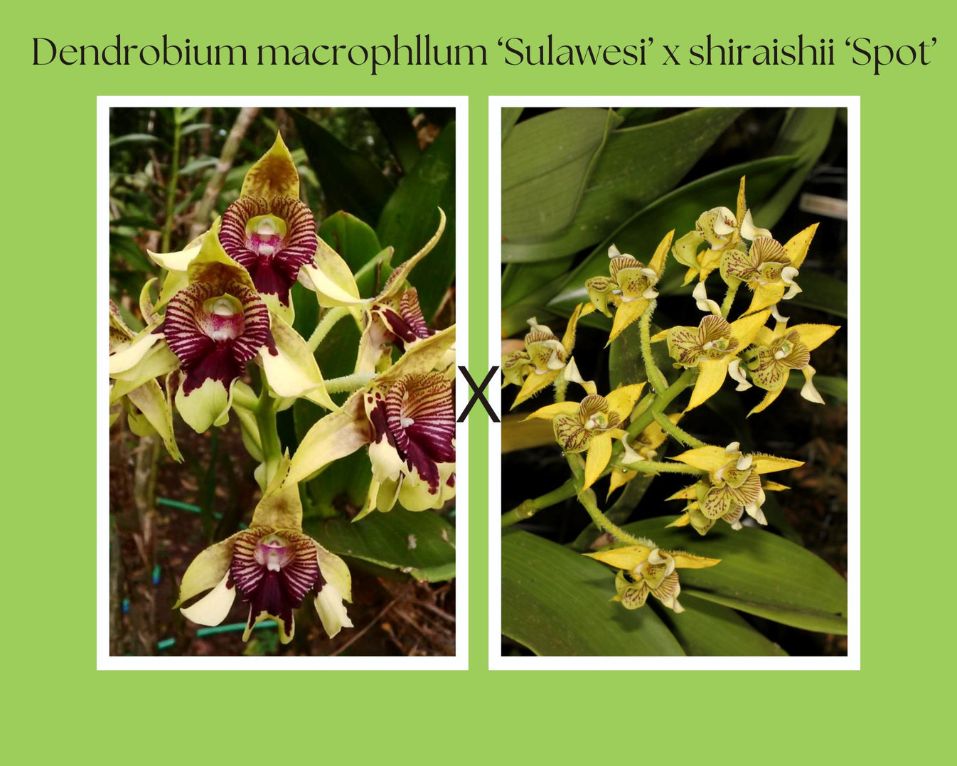 Dendrobium macrophillum ‘Sulawesi’ x shiraishii ‘Spot’ La Foresta Orchids