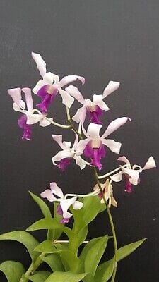 Dendrobium Mem. Lillian Yamada Dendrobium La Foresta Orchids 