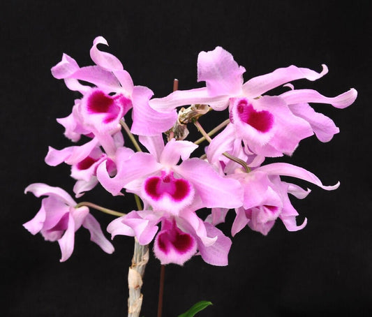 Dendrobium Neifert's Quest x Dendrobium superbum 'Little Sweet Scent' Dendrobium La Foresta Orchids 