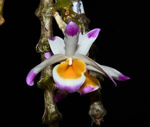 Dendrobium pendulum Cattleya La Foresta Orchids 