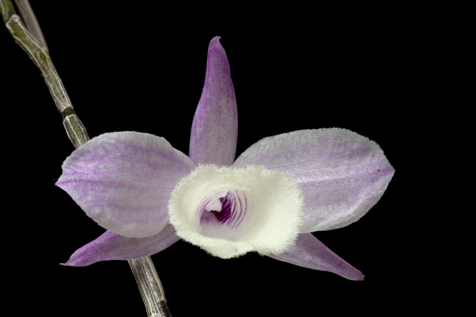 Dendrobium pierardii - Variegated Orchid Dendrobium La Foresta Orchids 