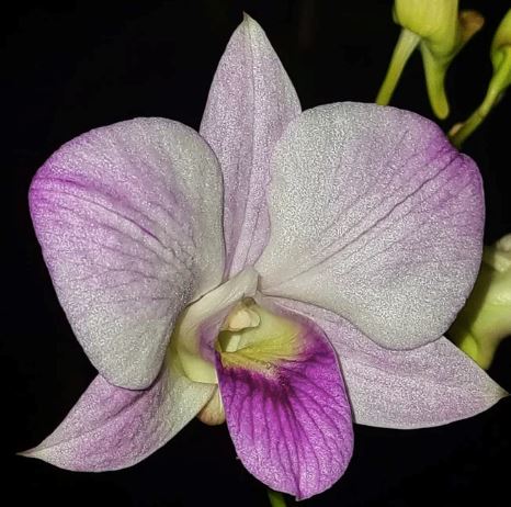 Dendrobium Red Eye Hawaii Dendrobium La Foresta Orchids 