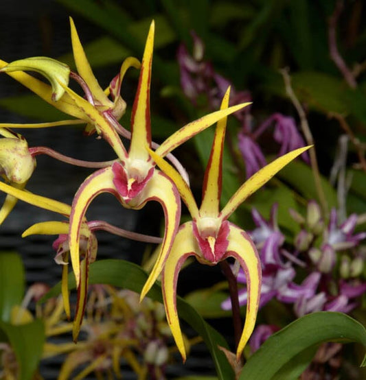 Dendrobium Ruben Colmenares 'Big Daddy' x Dendrobium Victorian Regency 'Red Stripe' Dendrobium La Foresta Orchids 