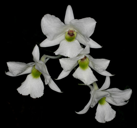 Dendrobium sanderae var. luzonicum Dendrobium La Foresta Orchids 