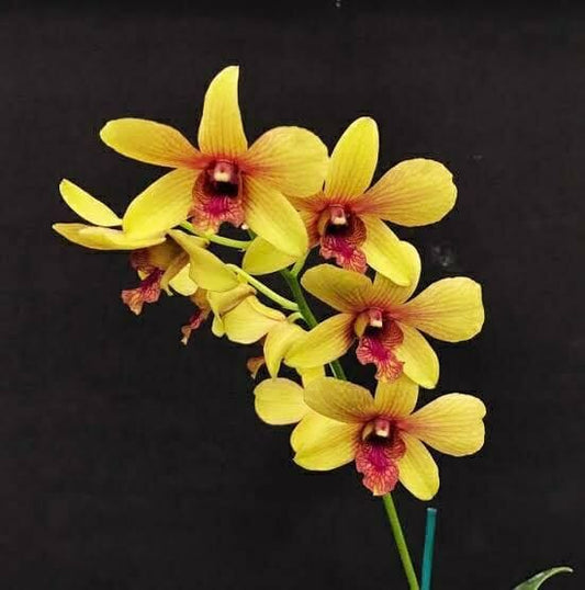 Dendrobium Thongchai Gold X Dendrobium Candy Stripe Dendrobium La Foresta Orchids 