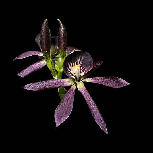 Encyclia cochleata x Guarechea Miva Etoile Noire - a Black Orchid! Encyclia La Foresta Orchids 